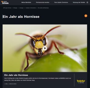 Ein Jahr als Hornisse